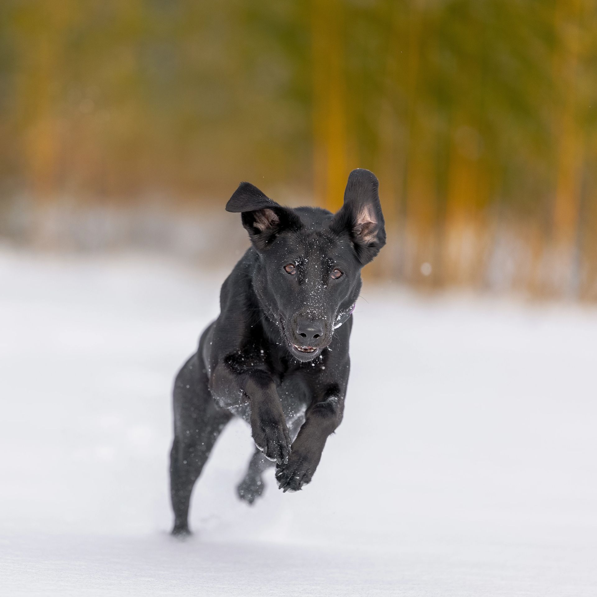 Winter pet portrait in snowy landscape